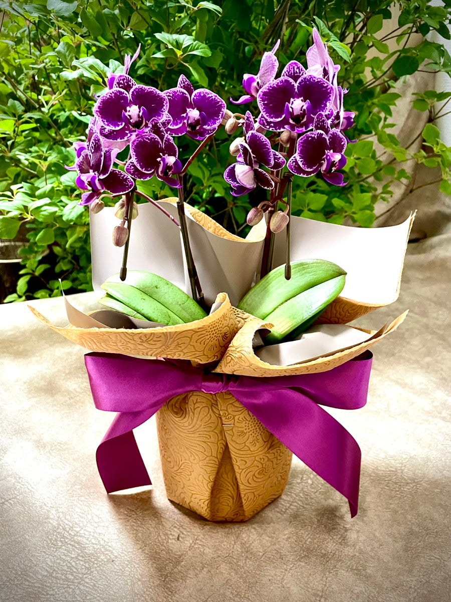 袋帯 胡蝶蘭の花柄seikokimomo 袋帯 胡蝶蘭の花柄seikokimomo 袋帯 胡蝶蘭の花柄seikokimomo 胡蝶蘭