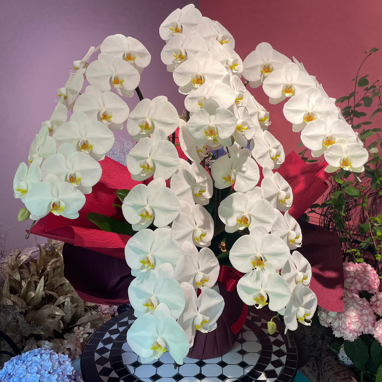 orchid